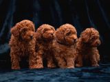 Orijinal toy poodle yavrular 