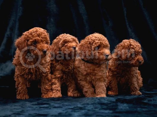 Orijinal toy poodle yavrular 