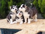 Mükemmel Kali̇tede Husky Yavrular