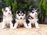 Mükemmel Kali̇tede Husky Yavrular