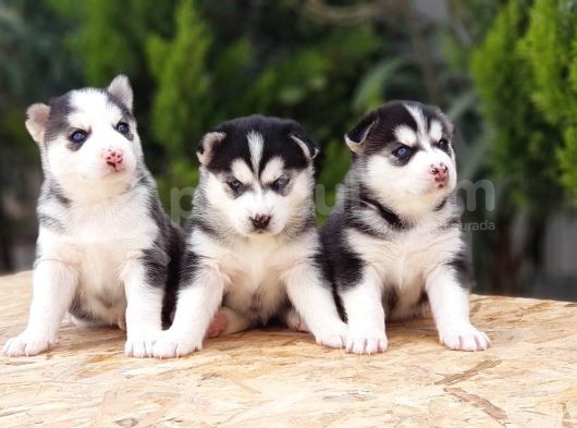 Mükemmel Kali̇tede Husky Yavrular görsel