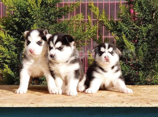 Mükemmel Kali̇tede Husky Yavrular görsel