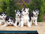 Mükemmel Kali̇tede Husky Yavrular