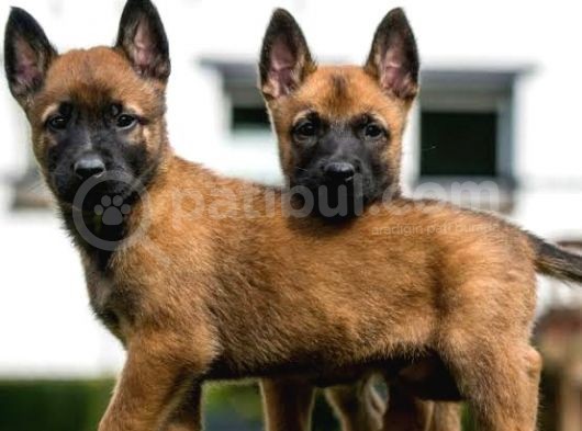 Üst Kalite Sağlık Garantili Belçika Malinois Yavrular görsel