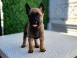 Üst Kalite Sağlık Garantili Belçika Malinois Yavrular