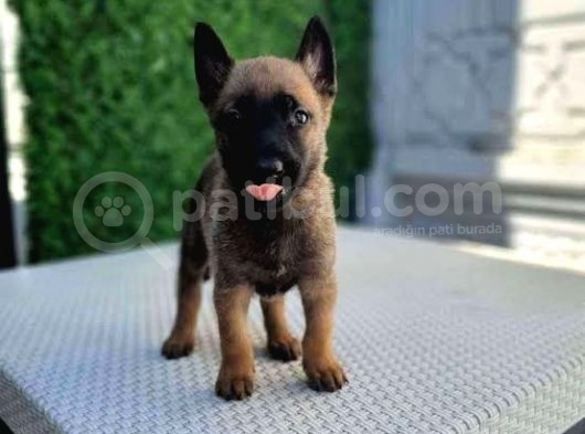 Üst Kalite Sağlık Garantili Belçika Malinois Yavrular görsel