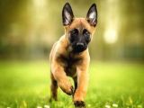 Üst Kalite sağlık garantili Belçika Malinois yavrular