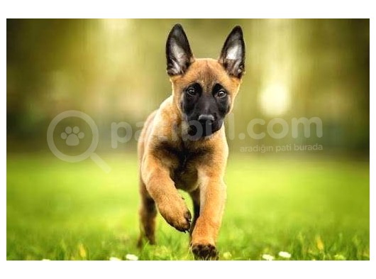 Üst Kalite Sağlık Garantili Belçika Malinois Yavrular