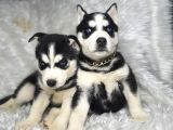 A Sınıf Maskeli Husky sibirya kurdu mavi göz