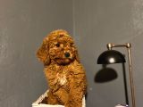 Poodle Yavrular Yeni̇ Yuvalarina Gi̇tmeye Hazir