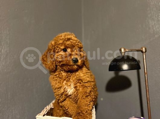 Poodle Yavrular Yeni̇ Yuvalarina Gi̇tmeye Hazir görsel