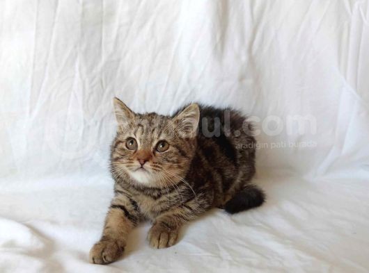 British Sorthair Brown Tabby - Ücretsiz Açıklamayı Okuyun