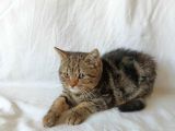 British Sorthair Brown Tabby - Ücretsiz Açıklamayı Okuyun