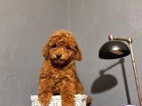 POODLE YAVRULAR YENİ YUVALARINA GİTMEYE HAZIR