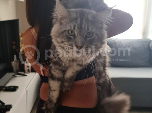 Maine Coon Xl Full Secereli