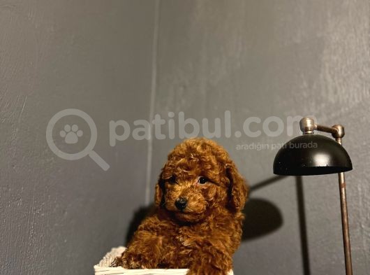 Poodle Yavrular Yeni̇ Yuvalarina Gi̇tmeye Hazir görsel