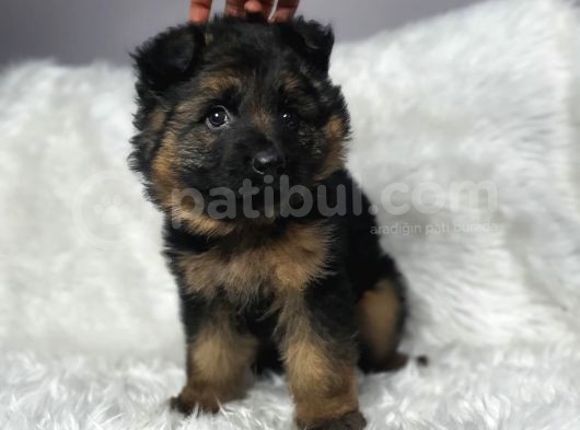 Orjinal Alman Kurdu görsel