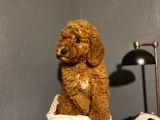 Poodle Yavrular Yeni̇ Yuvalarina Gi̇tmeye Hazir