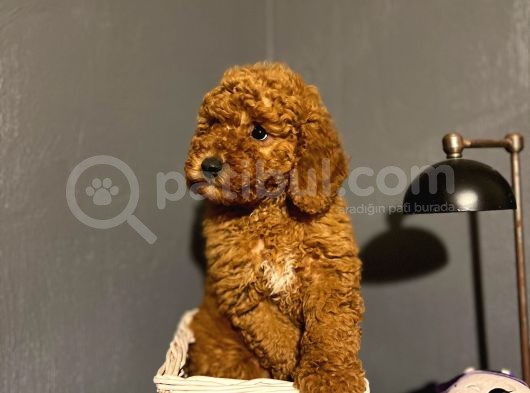 Poodle Yavrular Yeni̇ Yuvalarina Gi̇tmeye Hazir görsel