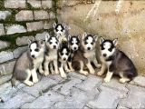 Mavi göz husky yavruları