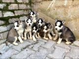 Mavi Göz Husky Yavruları