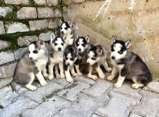 Mavi Göz Husky Yavruları görsel
