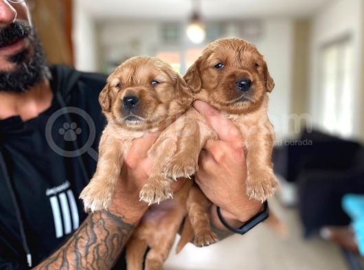 A Kalite Golden Retriever Yavrularimiz görsel
