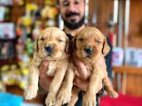 A Kalite Golden Retriever Yavrularimiz