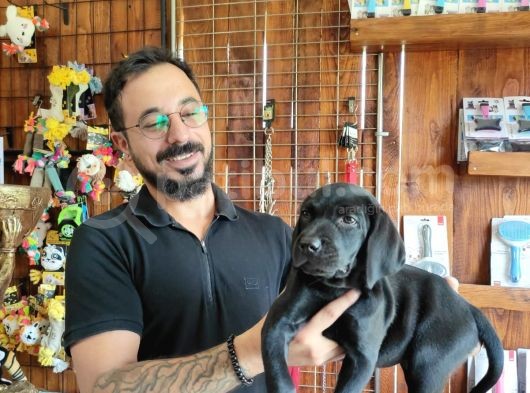 Mükemmel A Kalite Labrador Yavrularımız görsel