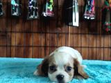 Harika Cavalier King Charles Spaniel Premium Yavrularimiz