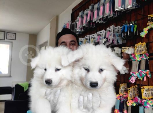 Ayi̇ Yavrusu Samoyed A Kali̇te Irk görsel