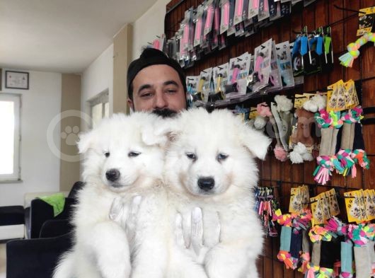 Ayi̇ Yavrusu Samoyed A Kali̇te Irk görsel