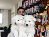 AYİ YAVRUSU SAMOYED A KALİTE IRK