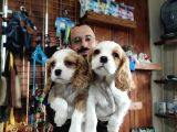 Harika Cavalier King Charles Spaniel Premium Yavrularimiz