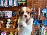 Harika cavalier king charles spaniel premium YAVRULARIMIZ