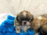 Orjinal Şitsu Bebekler
