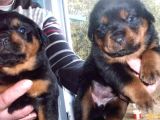 Koca Kafa Rottweiler Yavruları