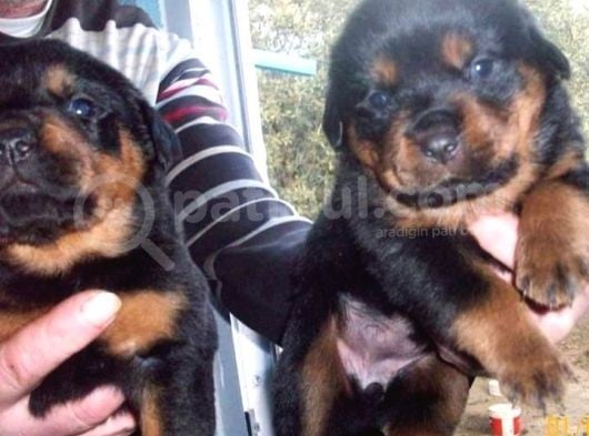 Koca Kafa Rottweiler Yavruları görsel