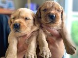 A kalite golden retriever YAVRULARIMIZ