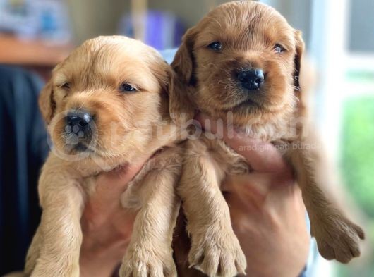 A Kalite Golden Retriever Yavrularimiz