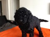 Safkan Red Ve Black Toy Poodle Yavrular - Ücretsiz Servis