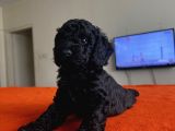 Safkan Red Ve Black Toy Poodle Yavrular - Ücretsiz Servis