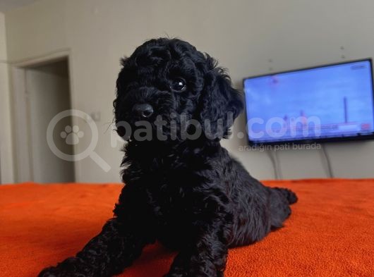 Safkan Red Ve Black Toy Poodle Yavrular - Ücretsiz Servis görsel