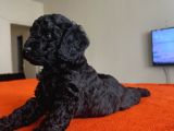 Safkan Red Ve Black Toy Poodle Yavrular - Ücretsiz Servis
