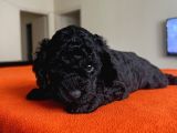 Safkan Red Ve Black Toy Poodle Yavrular - Ücretsiz Servis
