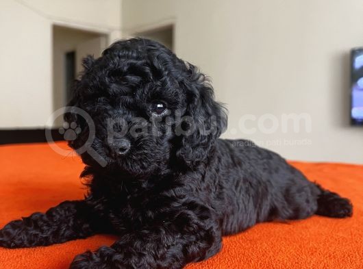 Safkan Red Ve Black Toy Poodle Yavrular - Ücretsiz Servis