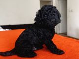 Safkan Red Ve Black Toy Poodle Yavrular - Ücretsiz Servis