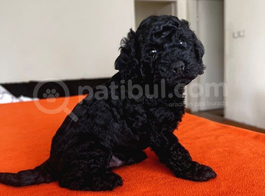 Safkan Red Ve Black Toy Poodle Yavrular - Ücretsiz Servis görsel