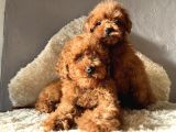 A Kali̇te Toy Poodle Yavrular