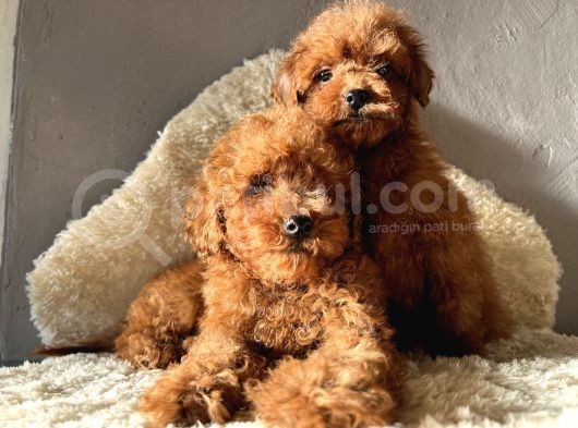 A Kali̇te Toy Poodle Yavrular görsel